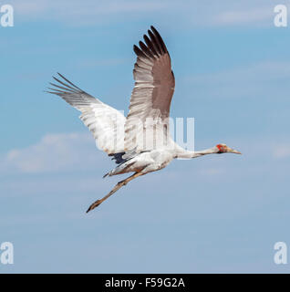 Brolga, australischer Kranich, Grus Rubicunda, große elegante graue Vogel im Flug gegen blauen Himmel im Outback Queensland Australien Stockfoto