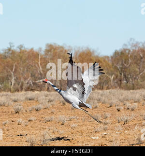 Brolga, australischer Kranich, Grus Rubicunda, große elegante graue Vogel im Flug gegen blauen Himmel im Outback Queensland Australien Stockfoto