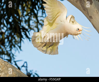 Little Corella, Cacatua sanguineaund, weiße Kakadu im Flug mit gelben Federn unter den Flügeln gegen blauen Himmel im Outback Australien Stockfoto