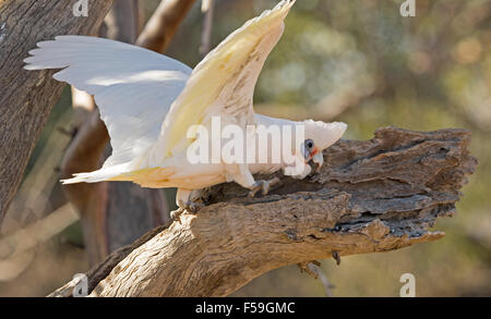 Little Corella, Cacatua sanguineaund, weiße Kakadu mit Flügel ausgebreitet Graben Grub aus der Rinde des Baumes im Outback Australien Stockfoto