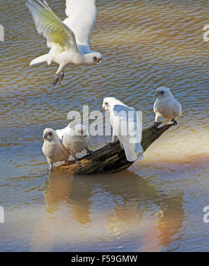 Gruppe von little Corellas, Cacatua sanguineaund, weißen Kakadus fliegen über & stehend auf Baumstamm im Wasser des Baches im Outback Australien Stockfoto