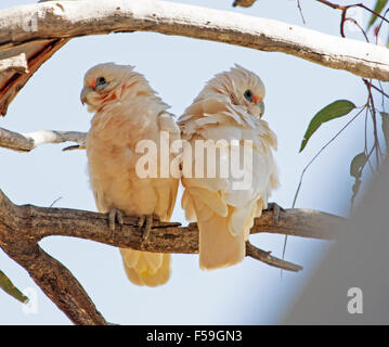 Paar kleine Corellas, Cacatua sanguineaund, weißen Kakadus Schlafplatz auf AST gegen blauen Himmel im Outback Australien Stockfoto