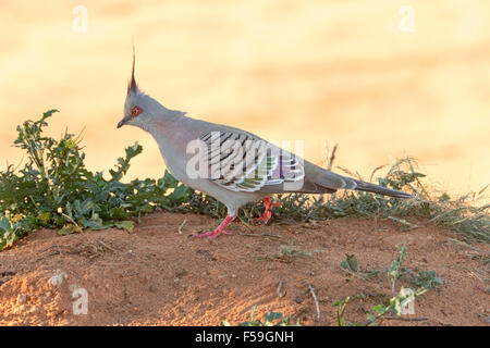 Bunte crested Taube, Ocyphaps Lophotes, Australian native Vogel mit lebhaft roten Beine & dekorativ gestreift Gefieder Stockfoto