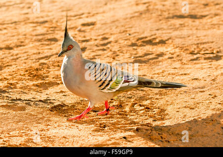 Bunte crested Taube, Ocyphaps Lophotes, Australian native Vogel mit lebhaft roten Beine & dekorativ gestreift Gefieder Stockfoto