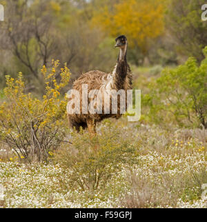 Nahaufnahme der großen männlichen WWU Wandern durch Feld von Wildblumen nach Regen in Flinders Ranges outback South Australia Stockfoto