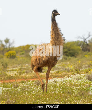 Nahaufnahme der großen männlichen WWU Wandern durch Feld von Wildblumen nach Regen in Flinders Ranges outback South Australia Stockfoto