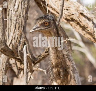 Nahaufnahme des Gesichts der WWU mit komischen neugierigen Ausdruck, im Currawinya Nationalpark im Outback Qld Australien Stockfoto