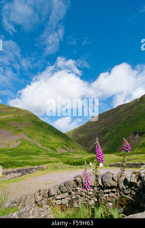 Blumen der Fingerhut (Digitalis Purpurea) am Eingang Parkplatzes zu grau Stuten Tail, Dumfries und Galloway Stockfoto