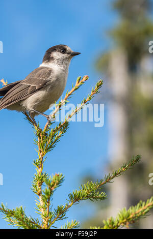 Grey Jay Perisoreus Canadensis oder Whiskey Jack, Camp Räuber, Kanada Jay Stockfoto