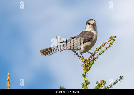 Grey Jay Perisoreus Canadensis oder Whiskey Jack, Camp Räuber, Kanada Jay Stockfoto