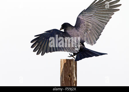 Amerikanische Krähe Landung auf Zaunpfosten Stockfoto