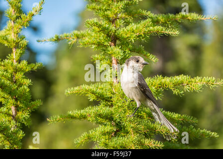 Grey Jay Perisoreus Canadensis oder Whiskey Jack, Camp Räuber, Kanada Jay Stockfoto