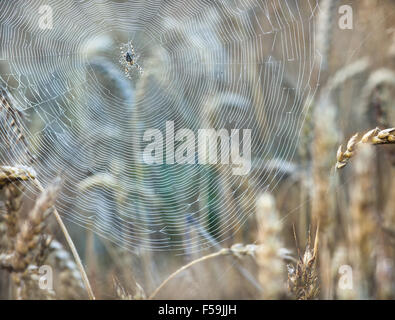 Spinnennetz auf Reife Weizen ausgesetzt Stockfoto