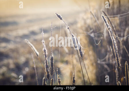 Morning Dew Herbst Wiese Rasen im Spinnennetz Stockfoto