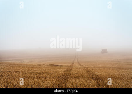 Traktor-Trails auf frisch geerntet Weizenfeld in dichtem Nebel überflutet Stockfoto