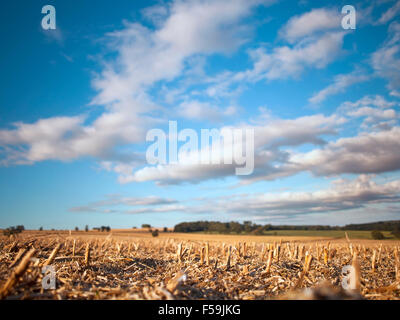 Verschwommenen Wolken über geernteter Raps Feld, flachen DOF Stockfoto