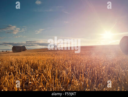 Sunlight Over Freshly Harvested Wheat Field Stockfoto