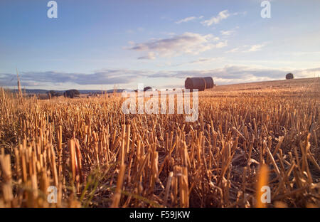Erntefrisch Weizenfeld Stockfoto