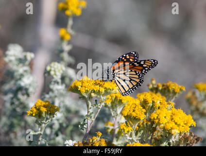 Monarchfalter auf gelbe Blume Stockfoto