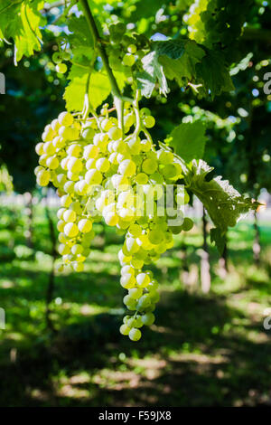 Haufen von Trauben in die italienischen Weinberge geerntet werden. Stockfoto