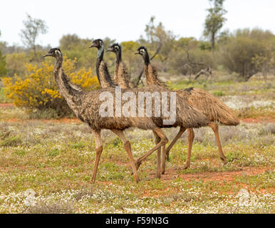 Gruppe von vier emus wandern über Landschaft mit Teppich von niedrigen weißen Wildblumen in Flinders Ranges outback South Australia Stockfoto