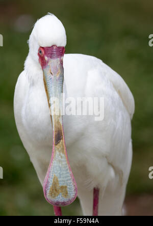 Afrikanische Löffler (Platalea alba) erwachsenen Hocken im flachen Wasser Stockfoto