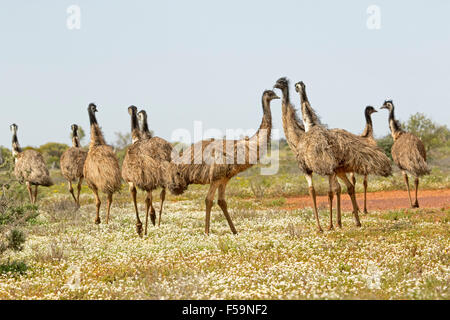 Herde von emus wandern über Landschaft mit Teppich von niedrigen weißen Wildblumen in Flinders Ranges outback Sth Aust Stockfoto