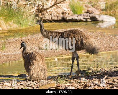 Zwei emus, einer felsigen Wasserstelle in der Nähe von Mount Kammern, saß Schlucht in Flinders Ranges in South Australia outback Stockfoto