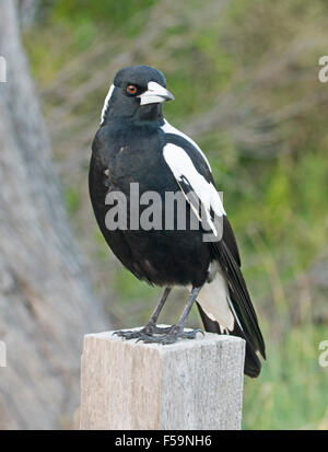 Australische Magpie, schwarzen und weißen Vogel, mit Augen aufblitzen, stehend auf Post in einem Vorort Garten vor grünem Hintergrund Stockfoto