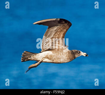 Juvenile oder Unreife Pacific Möve, Larus Pacificus, im Flug gegen tiefblauen Ozean auf Yorke Peninsula South Australia Stockfoto