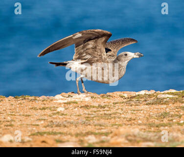 Juvenile oder Unreife Pacific Möve, Larus Pacificus, mit Flügeln angehoben für Flug, gegen blauen Ozean, Yorke Peninsula Australien Stockfoto