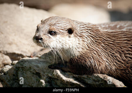 Eine Nahaufnahme der einen orientalischen kleine krallte Otter aus dem Kopenhagener Zoo in Kopenhagen, Dänemark. Stockfoto