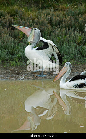 Pelikan mit großen Fischen hängen von Bill am Ufer & spiegelt sich in ruhigem Wasser des Cooper Creek in der Nähe von Innamincka im Outback Australien Stockfoto