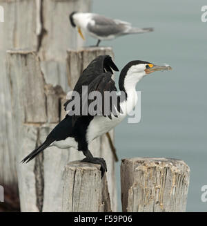 Trauerschnäpper Kormoran, Phalacrocorax Varius, thront auf verwitterten hölzernen Steg Pfosten mit Flügeln, bereit für den Flug Stockfoto