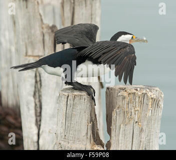 Trauerschnäpper Kormoran, Phalacrocorax Varius, thront auf verwitterten hölzernen Steg Pfosten mit Flügeln, bereit für den Flug Stockfoto