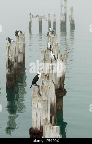 Gruppe von Trauerschnäpper Kormorane Phalacrocorax Varius, Schlafplatz am alten Steg Beiträge im ruhigen blauen Wasser des Ozeans mit beschlagen Rollen in South Australia Stockfoto