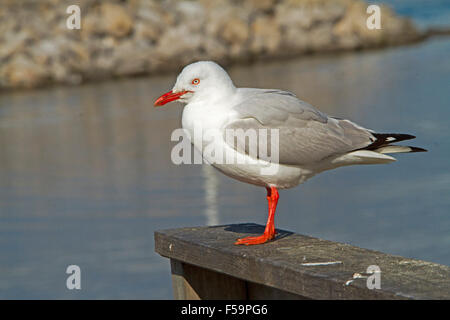 Silberne Möwe / Möwe, Larus Novaehollandiae, mit lebhaft roten Beine & Rechnung, auf Holz post am blauen Wasser des Ozeans in Australien Stockfoto