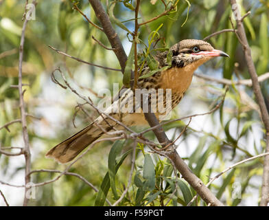 Langusten-cheeked Honigfresser, Acanthagenys Rufogularis im Baum vor grünem Laub im Currawinya National Park, Outback Australien Stockfoto