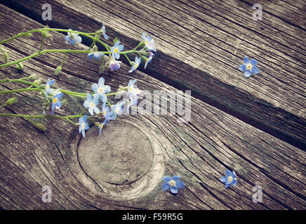 Vergissmeinnicht Blumen auf Holzuntergrund Stockfoto