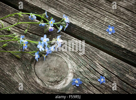 Vergissmeinnicht Blumen auf Holzuntergrund Stockfoto