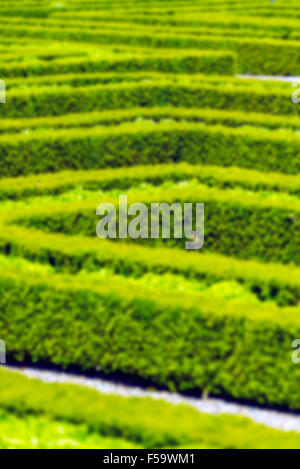 Hecke Labyrinth im französischen Garten. Vertikale defokussierten Schuss Stockfoto