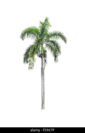 Palm Tree auf weißem Hintergrund Stockfoto