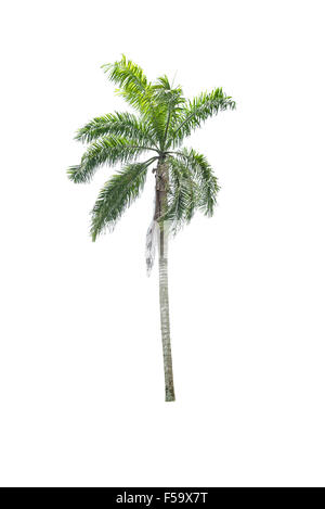 Betel Palme auf weiß auf weißem Hintergrund Stockfoto