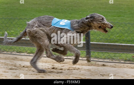 Windhundrennen, Irish Wolfhound, Europameisterschaft 2015, Hünstetten, Deutschland, Europa Stockfoto