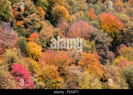 Herbstwald hautnah in La Garrotxa, Catalonia Stockfoto