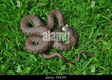 Ringelnatter auf Rasen UK Stockfoto