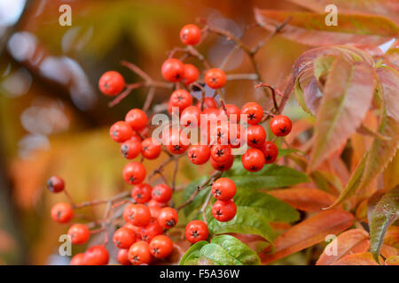 Nahaufnahme von roten Beeren auf eine Eberesche Baum im Herbst Stockfoto