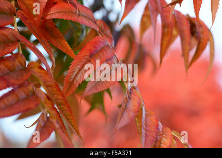 Detail von schmalen roten Blättern eine Eberesche Baum im Herbst Stockfoto