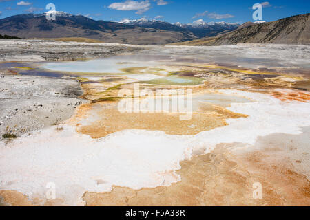 Kanarischen Frühling, Travertin Terrassen, Mammoth Hot Springs, Yellowstone-Nationalpark, Wyoming, USA Stockfoto