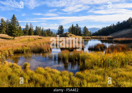 Biber Teiche, in der Nähe von Mammoth Hot Springs, Yellowstone-Nationalpark, Wyoming, USA Stockfoto